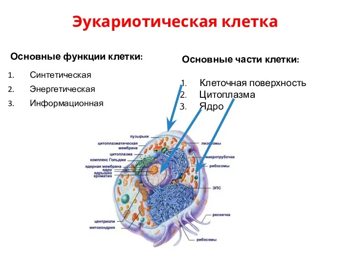 Основные функции клетки: Синтетическая Энергетическая Информационная Эукариотическая клетка Основные части клетки: Клеточная поверхность Цитоплазма Ядро