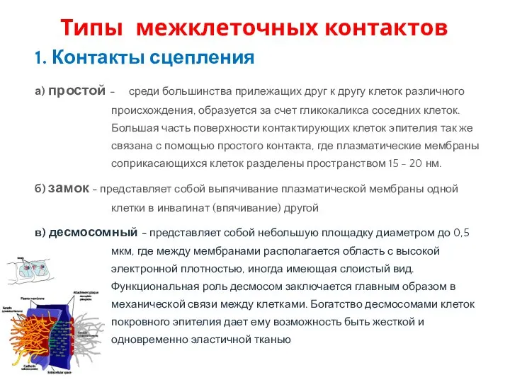 1. Контакты сцепления а) простой - среди большинства прилежащих друг к другу