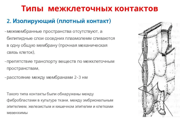 2. Изолирующий (плотный контакт) межмембранные пространства отсутствуют, а билипидные слои соседних плазмолемм