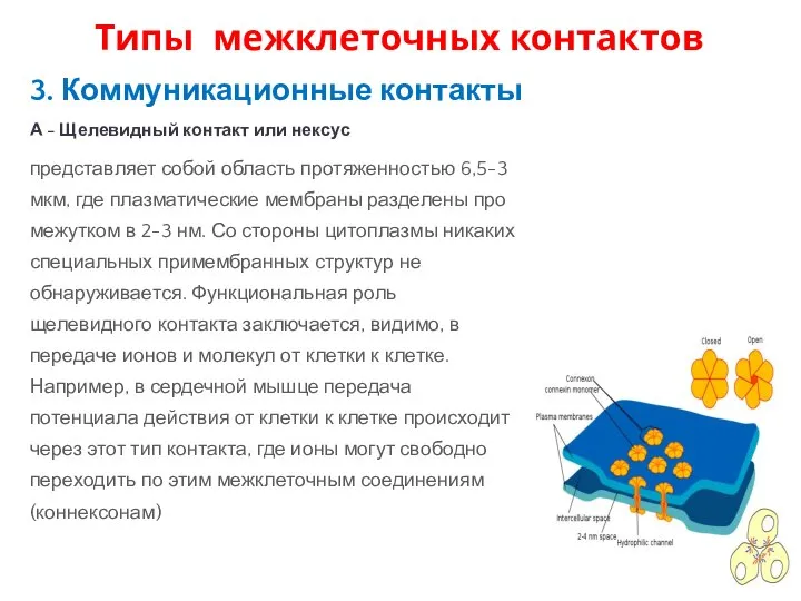 3. Коммуникационные контакты А - Щелевидный контакт или нексус представляет собой область