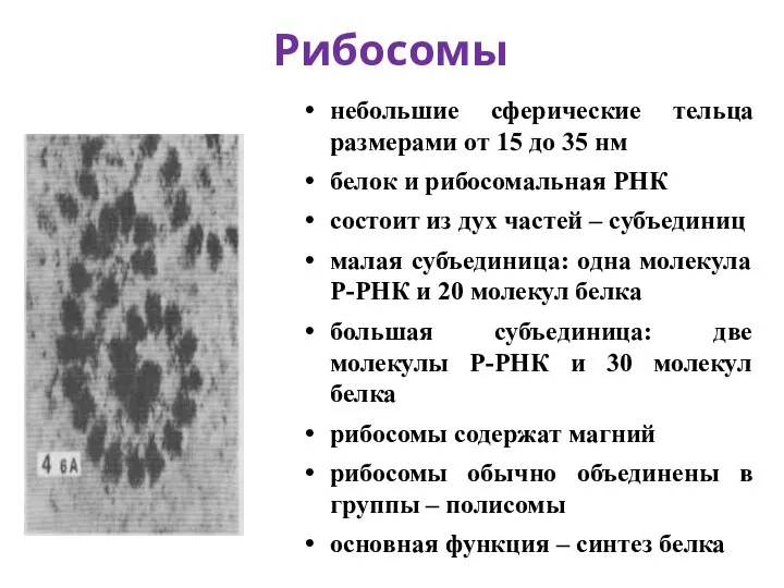 небольшие сферические тельца размерами от 15 до 35 нм белок и рибосомальная