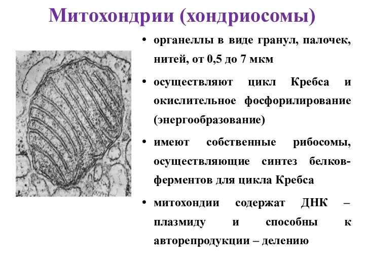 органеллы в виде гранул, палочек, нитей, от 0,5 до 7 мкм осуществляют