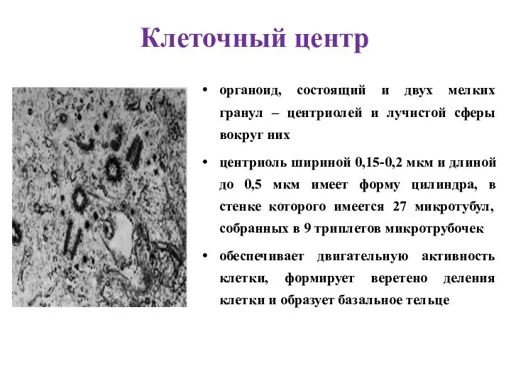 органоид, состоящий и двух мелких гранул – центриолей и лучистой сферы вокруг