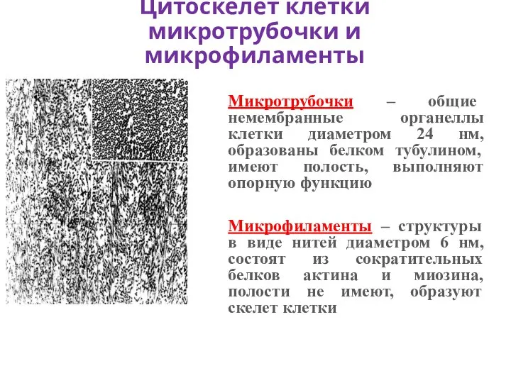 Микротрубочки – общие немембранные органеллы клетки диаметром 24 нм, образованы белком тубулином,