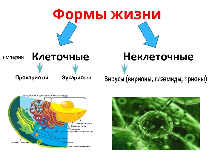 Формы жизни Прокариоты Эукариоты