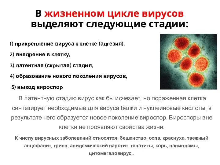 1) прикрепление вируса к клетке (адгезия), 2) внедрение в клетку, 3) латентная