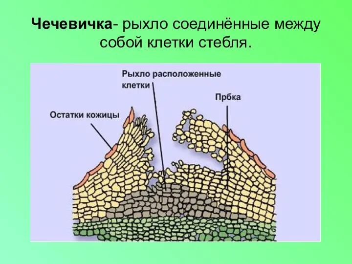 Чечевичка- рыхло соединённые между собой клетки стебля.