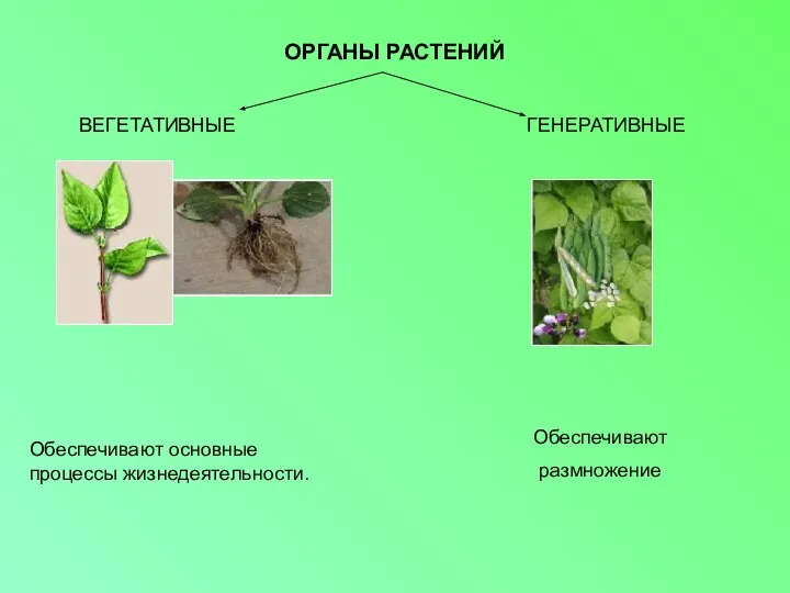 ОРГАНЫ РАСТЕНИЙ ВЕГЕТАТИВНЫЕ ГЕНЕРАТИВНЫЕ Обеспечивают основные процессы жизнедеятельности. Обеспечивают размножение