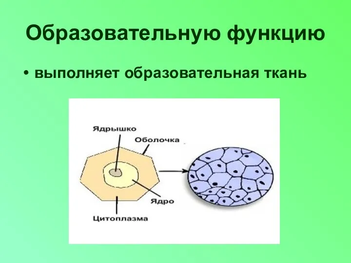 Образовательную функцию выполняет образовательная ткань