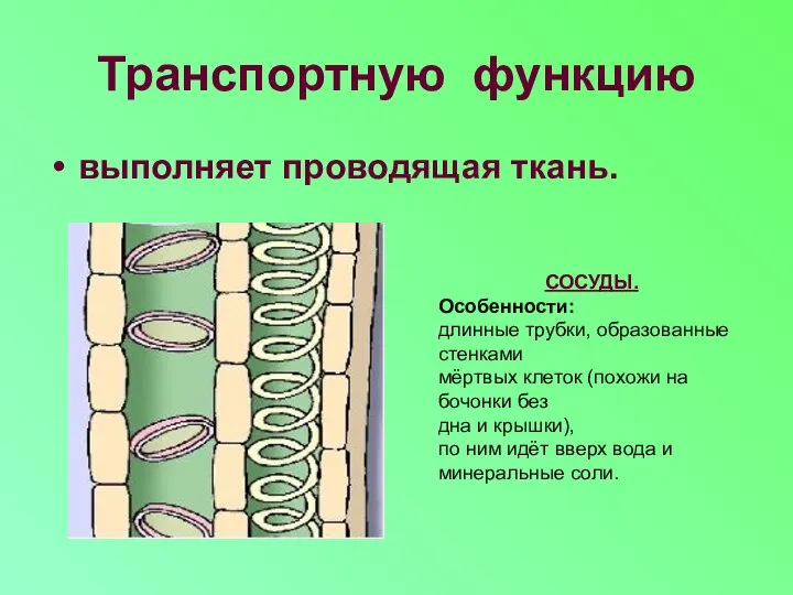 Транспортную функцию выполняет проводящая ткань. СОСУДЫ. Особенности: длинные трубки, образованные стенками мёртвых