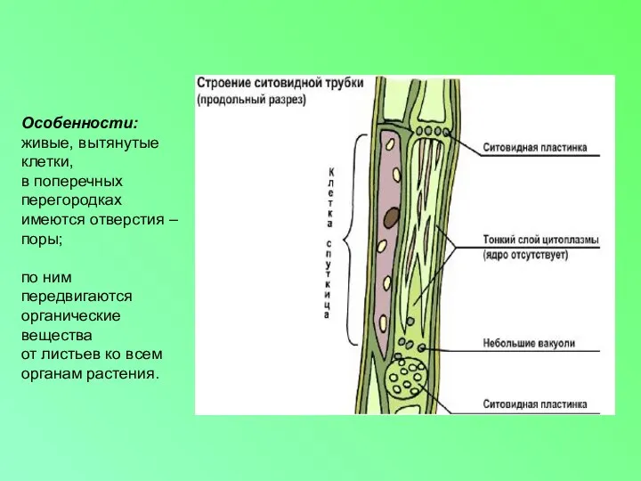 Особенности: живые, вытянутые клетки, в поперечных перегородках имеются отверстия – поры; по