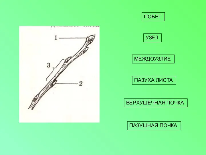 ПОБЕГ УЗЕЛ МЕЖДОУЗЛИЕ ПАЗУХА ЛИСТА ВЕРХУШЕЧНАЯ ПОЧКА ПАЗУШНАЯ ПОЧКА