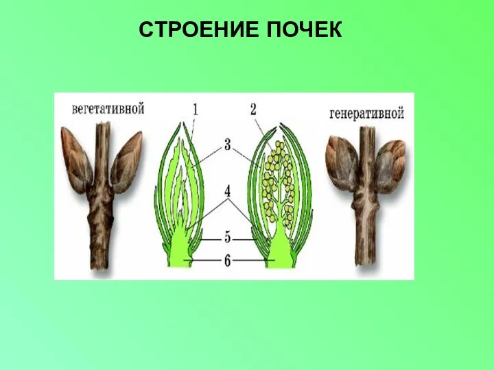 СТРОЕНИЕ ПОЧЕК