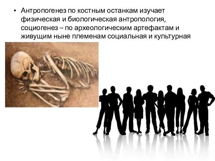 Антропогенез по костным останкам изучает физическая и биологическая антропология, социогенез – по