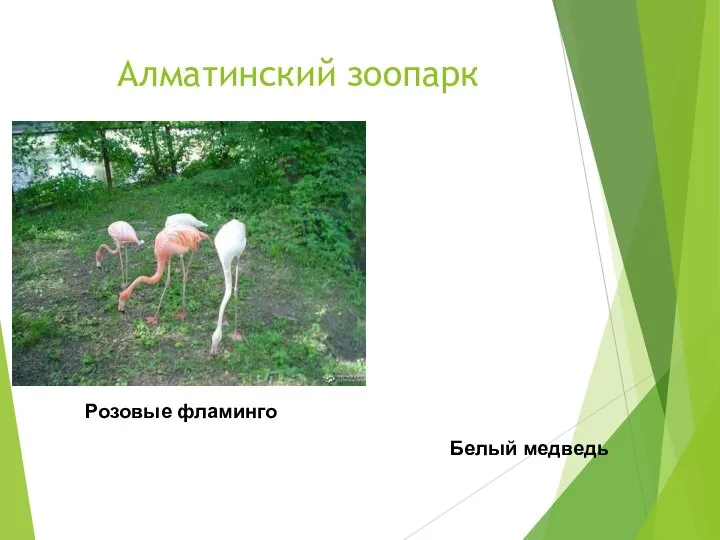 Алматинский зоопарк Розовые фламинго Белый медведь