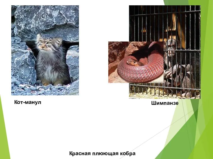 Кот-манул Красная плюющая кобра Шимпанзе