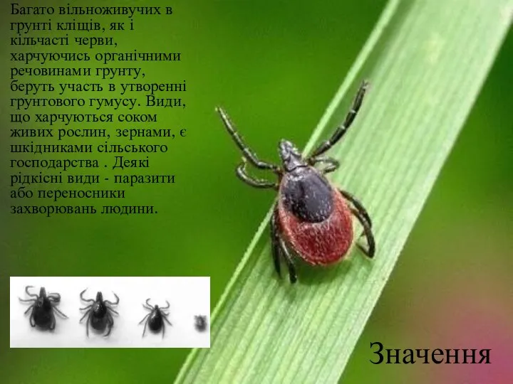 Значення Багато вільноживучих в грунті кліщів, як і кільчасті черви, харчуючись органічними