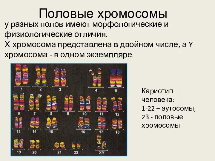 Половые хромосомы у разных полов имеют морфологические и физиологические отличия. Кариотип человека: