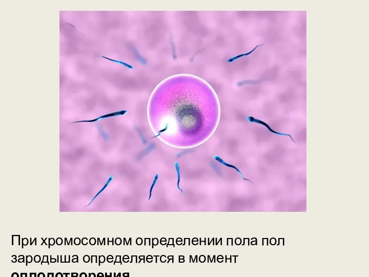 При хромосомном определении пола пол зародыша определяется в момент оплодотворения.