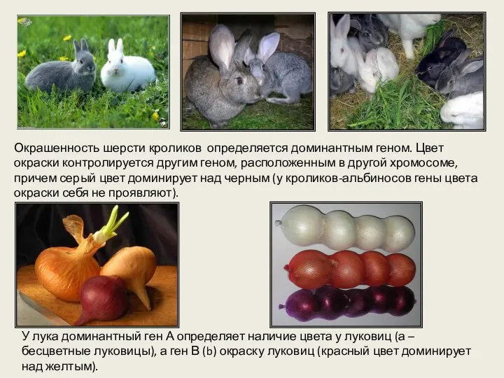 Окрашенность шерсти кроликов определяется доминантным геном. Цвет окраски контролируется другим геном, расположенным