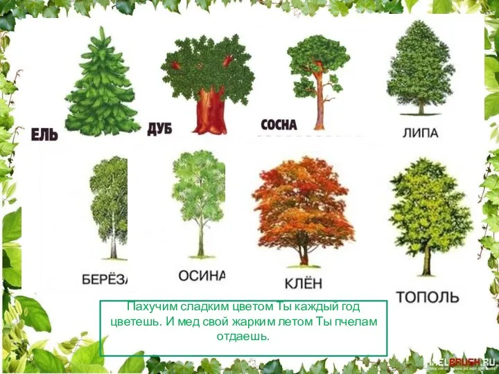 Пахучим сладким цветом Ты каждый год цветешь. И мед свой жарким летом Ты пчелам отдаешь.