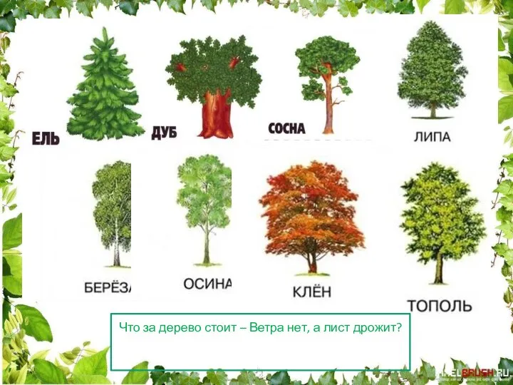 Что за дерево стоит – Ветра нет, а лист дрожит?