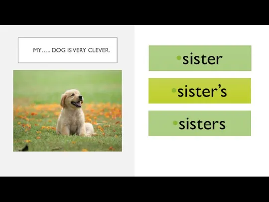 MY….. DOG IS VERY CLEVER. sister sisters sister’s