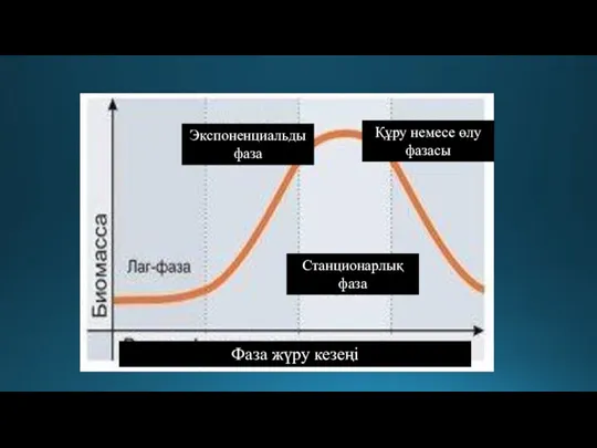 Фаза жүру кезеңі Станционарлық фаза Құру немесе өлу фазасы Экспоненциальды фаза