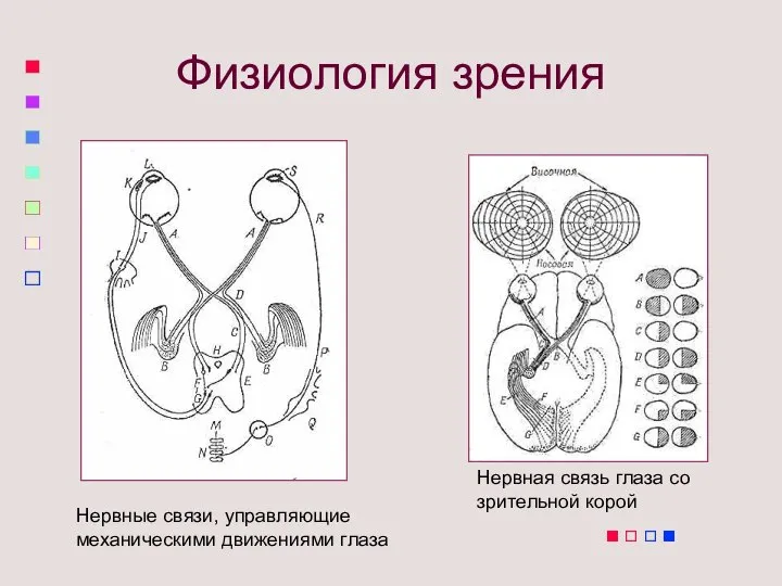 Физиология зрения Нервные связи, управляющие механическими движениями глаза Нервная связь глаза со зрительной корой