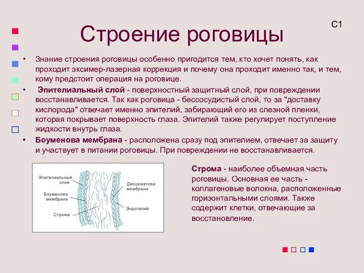 Строение роговицы Знание строения роговицы особенно пригодится тем, кто хочет понять, как