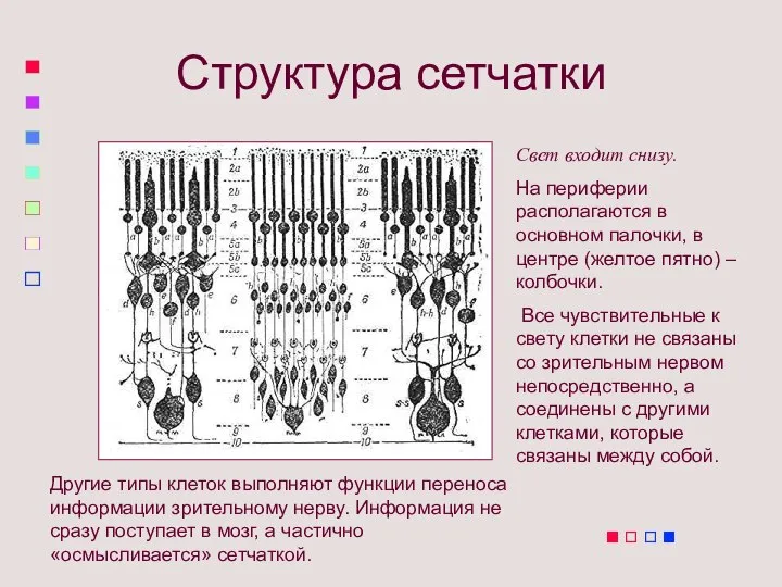 Структура сетчатки Свет входит снизу. На периферии располагаются в основном палочки, в