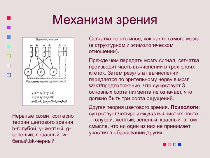 Механизм зрения Сетчатка не что иное, как часть самого мозга (в структурном