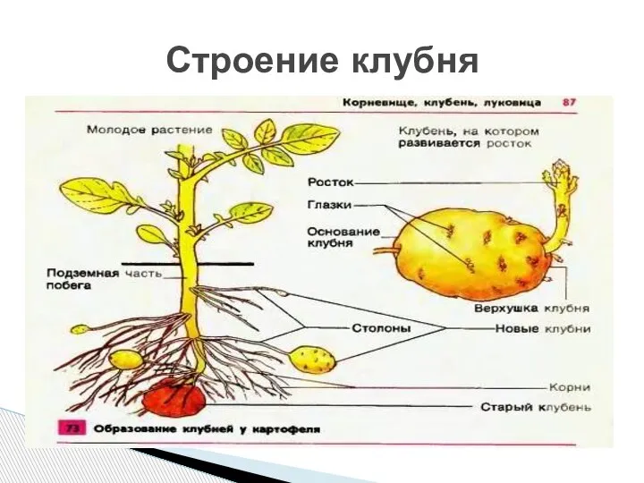 Строение клубня