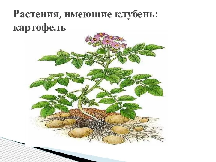 Растения, имеющие клубень:картофель