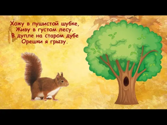 Хожу в пушистой шубке, Живу в густом лесу. В дупле на старом дубе Орешки я грызу.