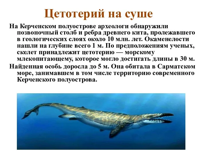 Цетотерий на суше На Керченском полуострове археологи обнаружили позвоночный столб и ребра