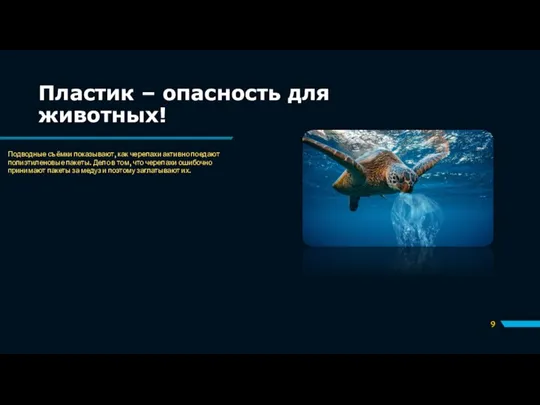 Пластик – опасность для животных! Подводные съёмки показывают, как черепахи активно поедают