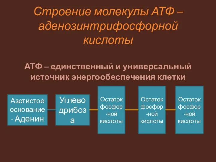 Строение молекулы АТФ – аденозинтрифосфорной кислоты АТФ – единственный и универсальный источник