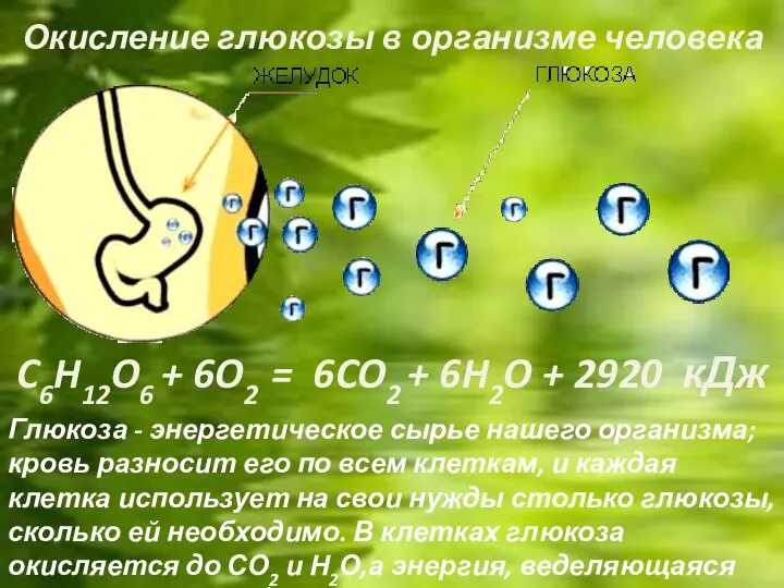 C6H12O6 + 6O2 = 6CO2 + 6H2O + 2920 кДж Окисление глюкозы