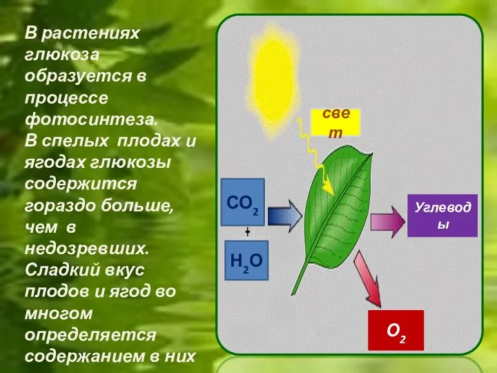 СО2 Н2О свет О2 Углеводы В растениях глюкоза образуется в процессе фотосинтеза.