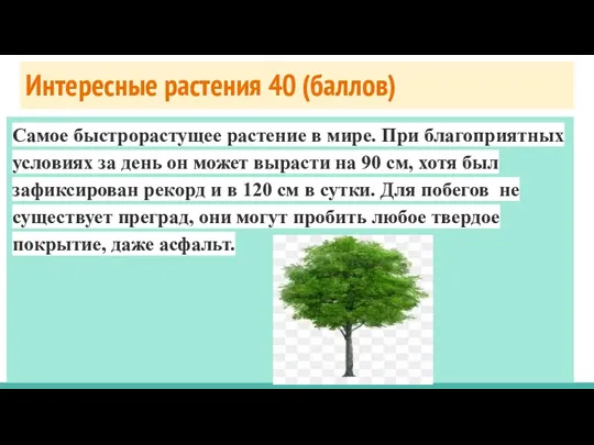 Интересные растения 40 (баллов) Самое быстрорастущее растение в мире. При благоприятных условиях