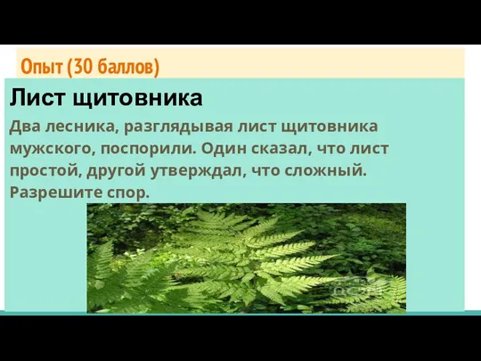 Опыт (30 баллов) Два лесника, разглядывая лист щитовника мужского, поспорили. Один сказал,