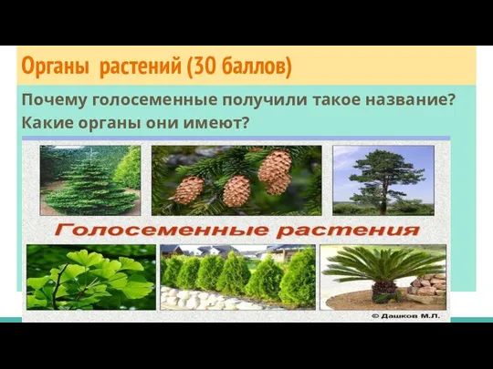 Органы растений (30 баллов) Почему голосеменные получили такое название? Какие органы они имеют?