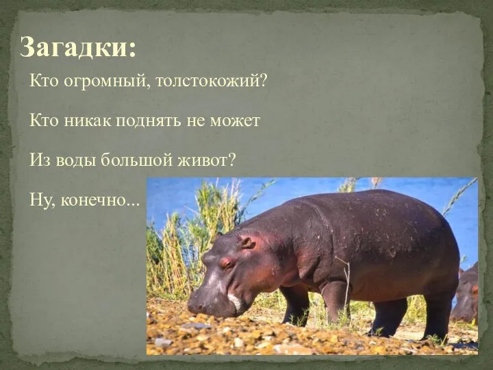 Кто огромный, толстокожий? Кто никак поднять не может Из воды большой живот? Ну, конечно... Загадки: