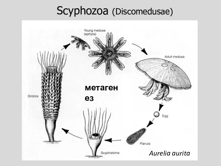 Scyphozoa (Discomedusae) Aurelia aurita метагенез
