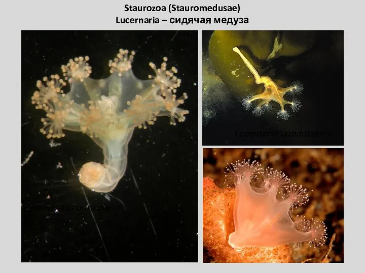 Staurozoa (Stauromedusae) Lucernaria – сидячая медуза Lucernaria quadricornis Haliclystus auricula Lucernaria bathyphila