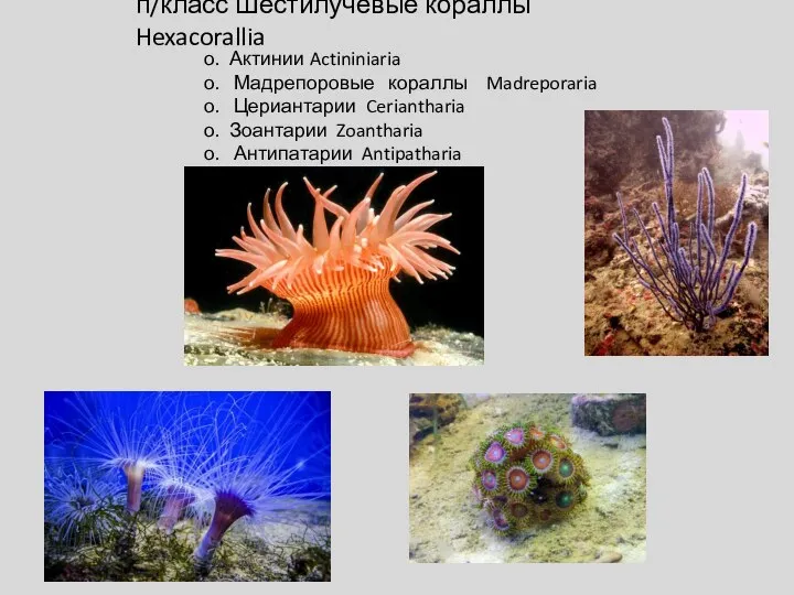 п/класс Шестилучевые кораллы Hexacorallia о. Актинии Actininiaria о. Мадрепоровые кораллы Madreporaria о.