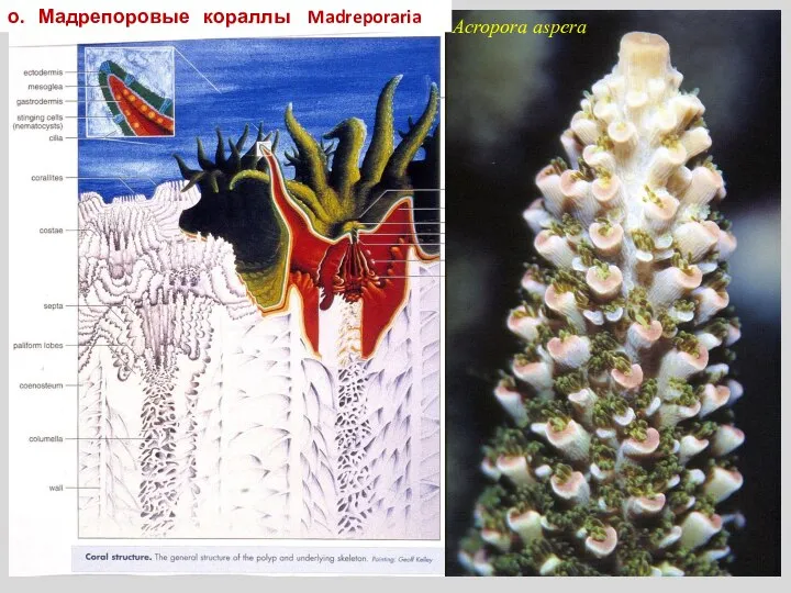 Acropora aspera о. Мадрепоровые кораллы Madreporaria