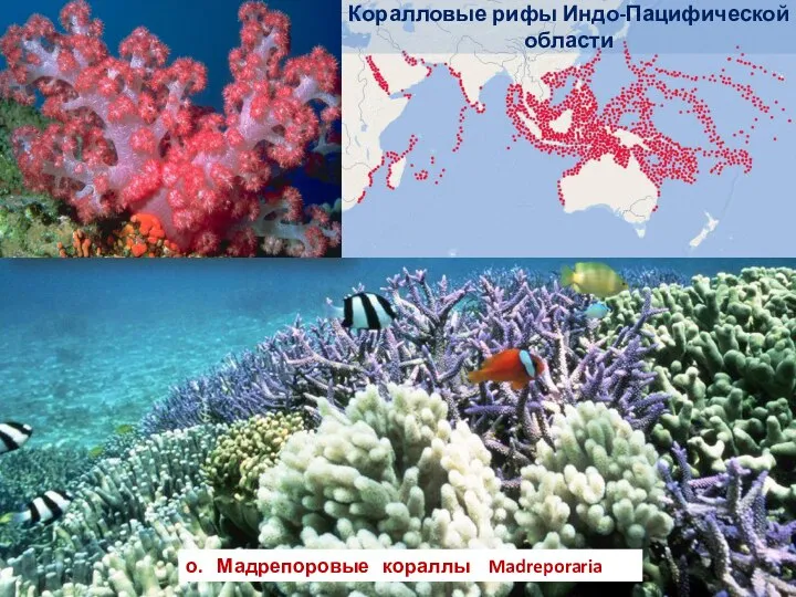 Коралловые рифы Индо-Пацифической области о. Мадрепоровые кораллы Madreporaria
