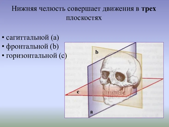 Нижняя челюсть совершает движения в трех плоскостях сагиттальной (a) фронтальной (b) горизонтальной (c) a c b